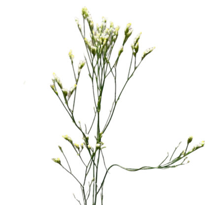 Limonium- White  