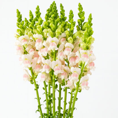 White and Pink Snapdragon  