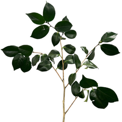 Camelia Foliage  