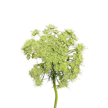Queen Anne's Lace  