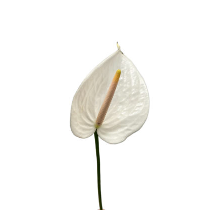 White Anthurium  