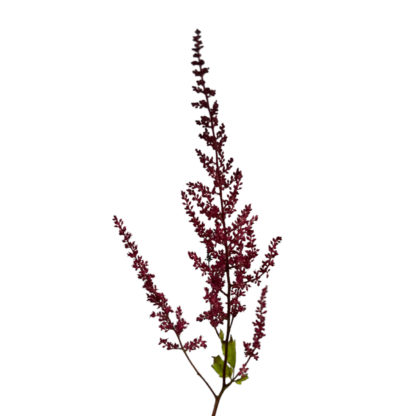 Astilbe Burgundy  