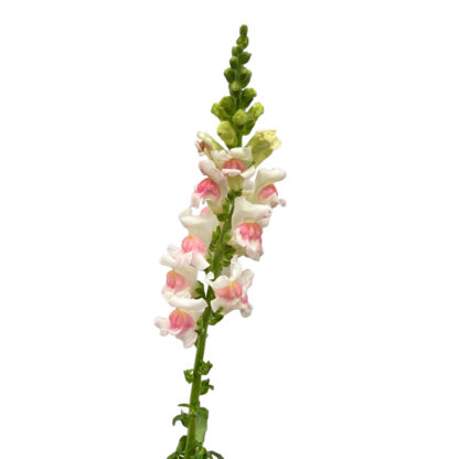 White and Pink Snapdragon  