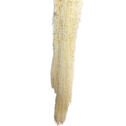 Amaranthus Bleached White  