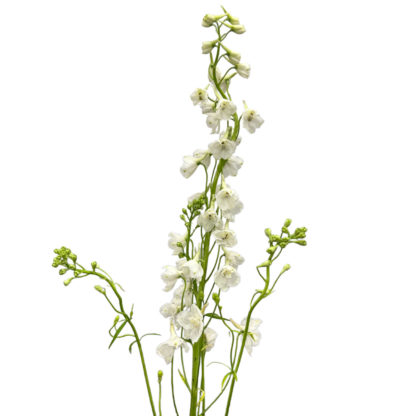 Delphinium - White Ariel  