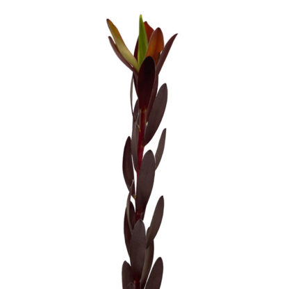 Leucadendron  