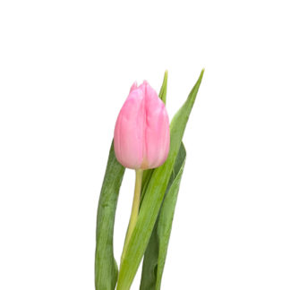 White Tulip  