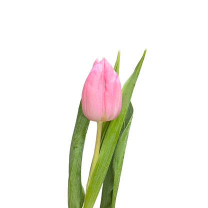 Pink Tulip  