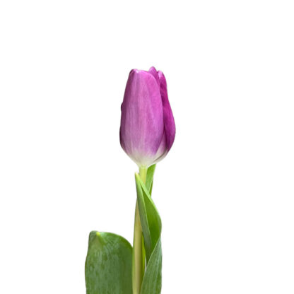 Purple Tulip  