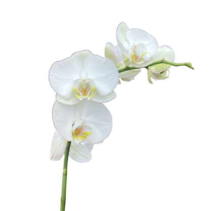 Phalaenopsis Orchid Stem - White  