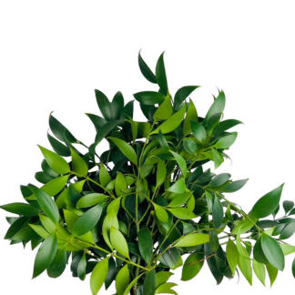 Olive Foliage  