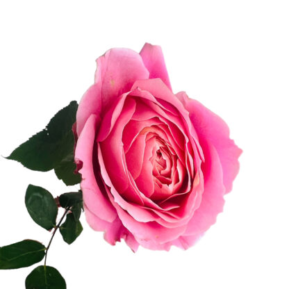 Romantic Antique Garden Rose  