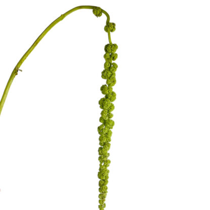 Amaranthus- Green hanging  