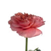 Candy X-pression - Kittelberger Wholesale Florist - Webster