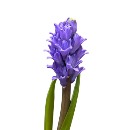 Purple Hyacinth  