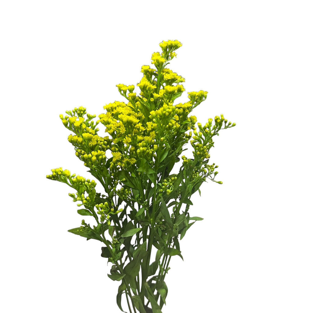 Solidago Kittelberger Wholesale Florist ster & Rochester