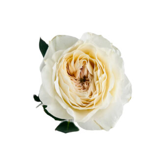 Romantic Antique Garden Rose  