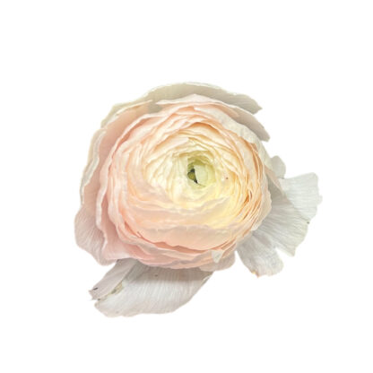 Ranunculus- Pink  